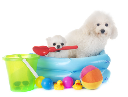 maltese dog and chihuahua in front of white backgroundの写真素材