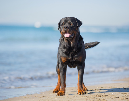 rottweiler playing on the beach in summerの写真素材