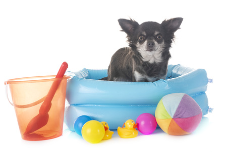 puppy chihuahua in front of white backgroundの写真素材