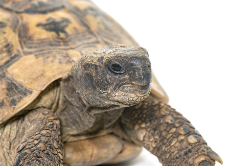 Hermanns Tortoise and baby turtles in studioの写真素材