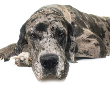 Great Dane in front of white backgroundの写真素材