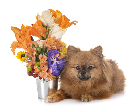 little dog and flower in front of white backgroundの写真素材