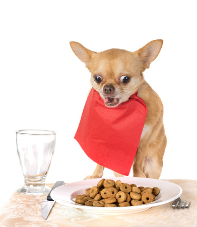 eating chihuahua in front of white backgroundの写真素材