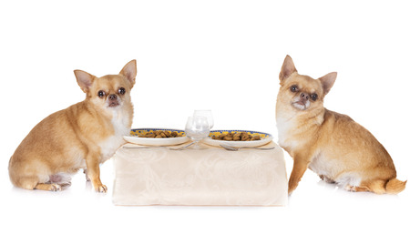 eating chihuahuas in front of white backgroundの写真素材