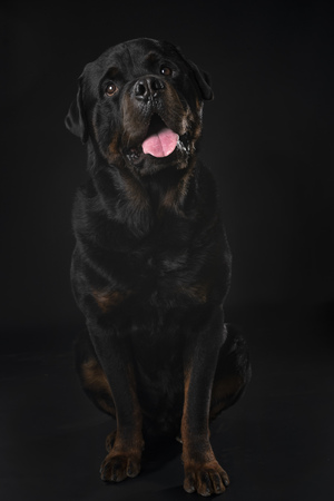 purebred rottweiler in front of black backgroundの写真素材