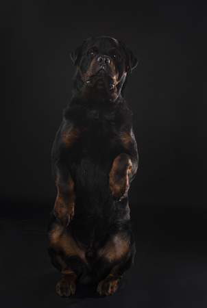 purebred rottweiler in front of black backgroundの写真素材