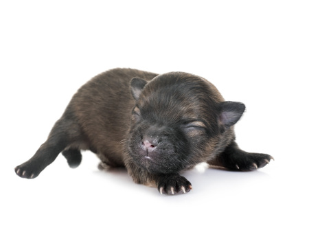 new born pomeranian in front of white backgroundの写真素材