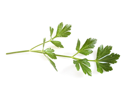 garden parsley  in front of white backgroundの写真素材