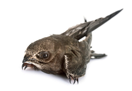 Common swift in front of white background
