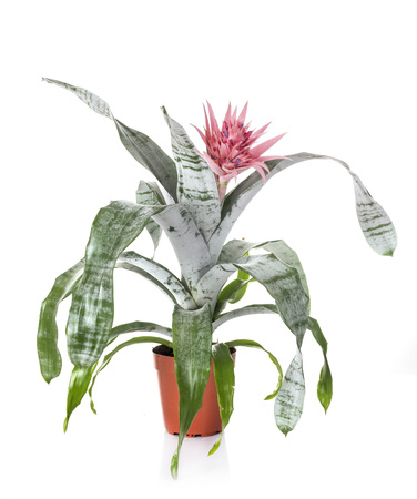 Aechmea fasciata in front of white backgroundの素材 [FY310106383526]