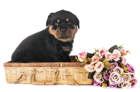 puppy rottweiler in front of white backgroundの写真素材