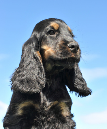 head of puppy cocker spaniel black and tanの写真素材