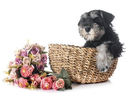 puppy miniature schnauzer in front of white backgroundの写真素材