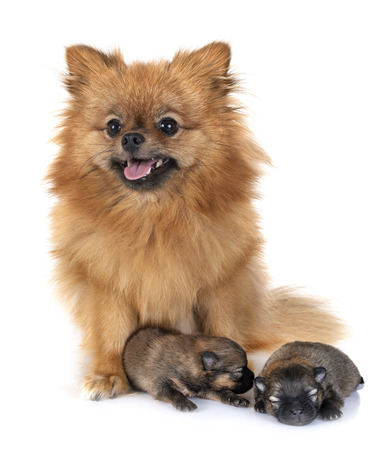 puppies pomeranian and mother  in front of white backgroundの写真素材