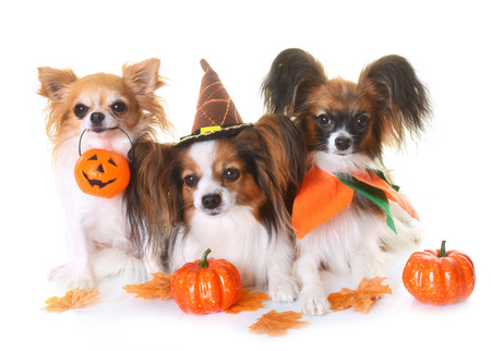 young papillon dogs, chihuahua and halloween in front of white backgroundの写真素材