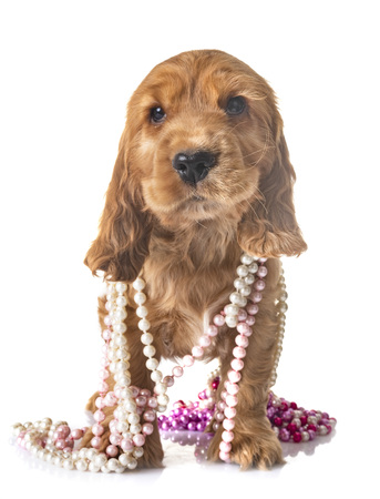 puppy cocker spaniel in front of white backgroundの写真素材