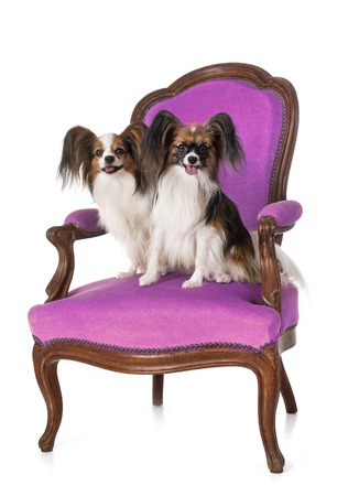 papillon dogs on armchair in front of white backgroundの写真素材