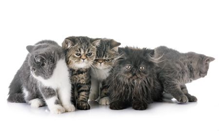 exotic shorthair kitten in front of white backgroundの写真素材