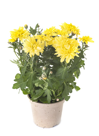 Chrysanthemum potted plant in front of white backgroundの写真素材