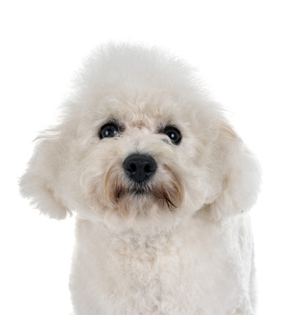 maltese dog in front of white backgroundの写真素材