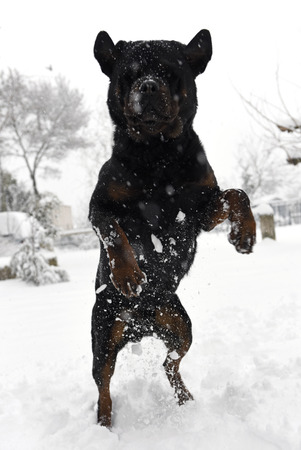 adult rottweiler playing in the snow, in winterの写真素材