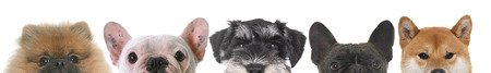 heads of dogs in front of white backgroundの写真素材