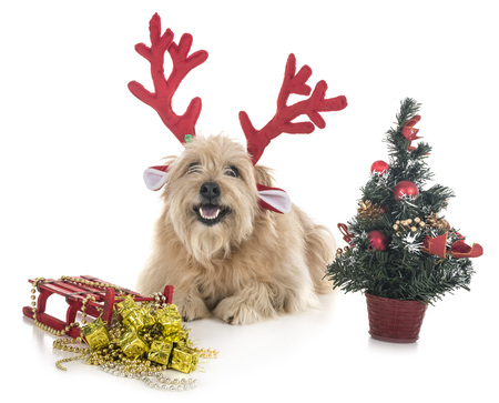 pyrenean shepherd in front of white backgroundの写真素材