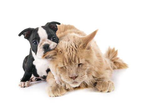 maine coon cat and little dog in front of white backgroundの写真素材