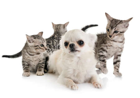 bengal cat and chihuahua in front of white backgroundの写真素材