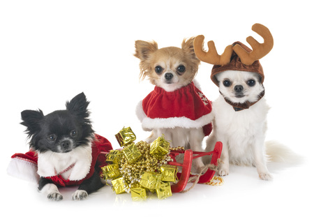 little chihuahuas in front of white backgroundの写真素材