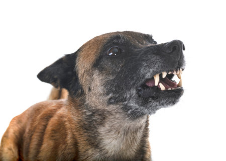 警察犬の写真 イラスト素材一覧 15 316件 ストックフォトのamanaimages Plus