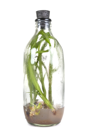 baby orchid in bottle in front of white backgroundの写真素材