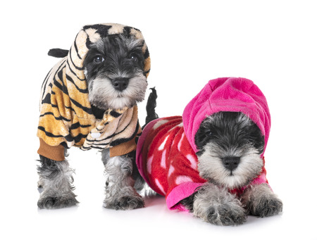 puppies miniature schnauzer in front of white backgroundの写真素材