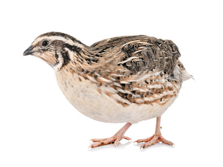 Japanese quail in front of white background