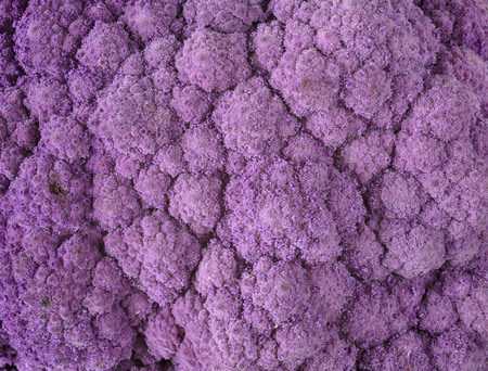 purple cauliflower cabbage in front of white backgroundの写真素材