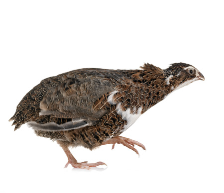 Japanese quail in front of white backgroundの写真素材