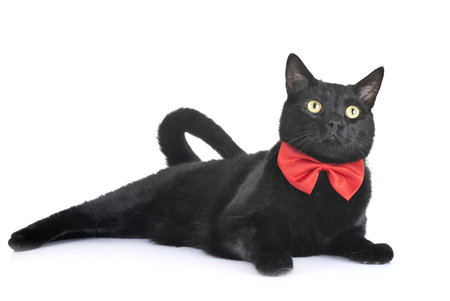 black cat in front of white backgroundの写真素材