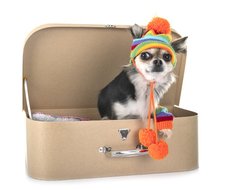 Little chihuahua in a suitcase on white backgroundの写真素材