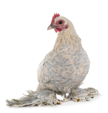 Dutch Booted Bantam in front of white backgroundの写真素材