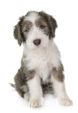 puppy bearded collie in front of white backgroundの写真素材