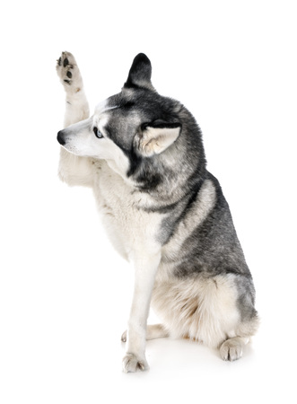 siberian husky in front of white backgroundの写真素材