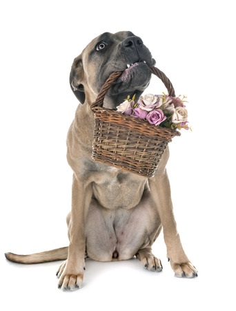 young cane corso in front of white backgroundの写真素材
