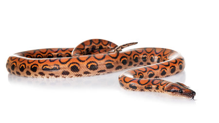 Rainbow boa in front of white background