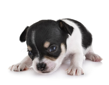 little chihuahua in front of white backgroundの写真素材