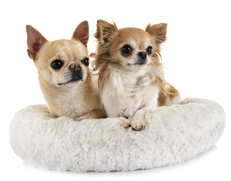 little chihuahuas in front of white backgroundの写真素材