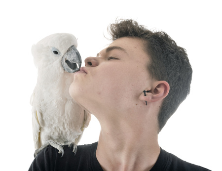 White cockatoo in front of white backgroundの写真素材