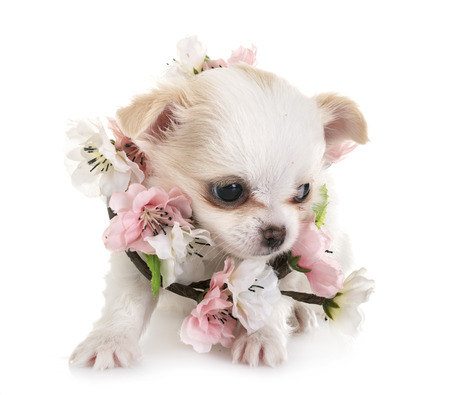 little chihuahua in front of white backgroundの写真素材