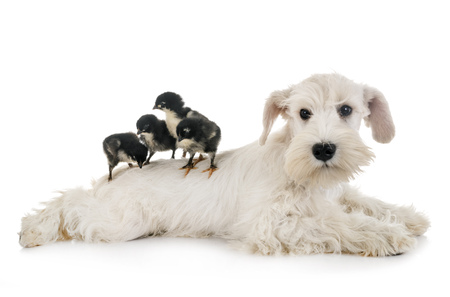 puppy white miniature schnauzer in front of white backgroundの写真素材