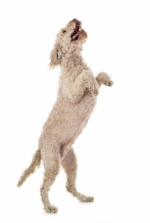 lagotto romagnolo in front of white backgroundの写真素材