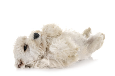 puppy white miniature schnauzer in front of white backgroundの写真素材